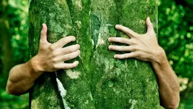 انشا در مورد حفاظت از جنگل با مقدمه بدنه نتیجه