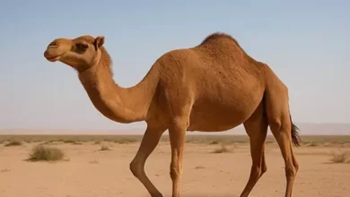 انشا در مورد شتر با مقدمه بدنه نتیجه