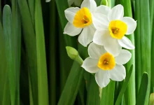 انشا در مورد بوی گل نرگس با مقدمه بدنه نتیجه