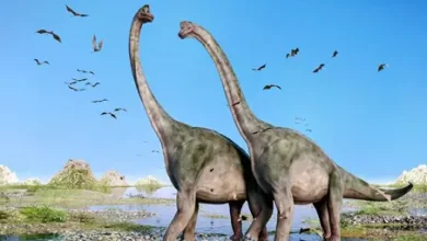 انشا در مورد دایناسورها با مقدمه بدنه نتیجه