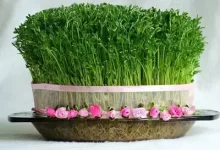 انشا در مورد سبزه با مقدمه بدنه نتیجه