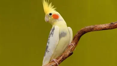 انشا در مورد عروس هلندی با مقدمه بدنه نتیجه