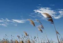 انشا در مورد نسیم بهاری با مقدمه بدنه نتیجه