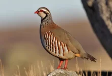 انشا در مورد کبک با مقدمه بدنه نتیجه