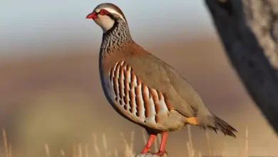انشا در مورد کبک با مقدمه بدنه نتیجه
