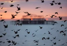 انشا در مورد خطرات کوچ پرستوها با مقدمه بدنه نتیجه