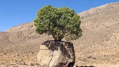 انشا در مورد سنگ صبور با مقدمه بدنه نتیجه