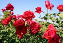 انشا در مورد گل رز با مقدمه بدنه نتیجه