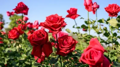 انشا در مورد گل رز با مقدمه بدنه نتیجه