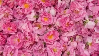 انشا در مورد گل محمدی با مقدمه بدنه نتیجه