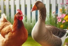 انشا در مورد مرغ همسایه غاز است با مقدمه بدنه نتیجه