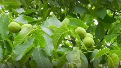 انشا در مورد درخت گردو با مقدمه بدنه نتیجه