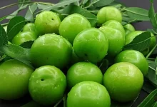 انشا در مورد گوجه سبز با مقدمه بدنه نتیجه